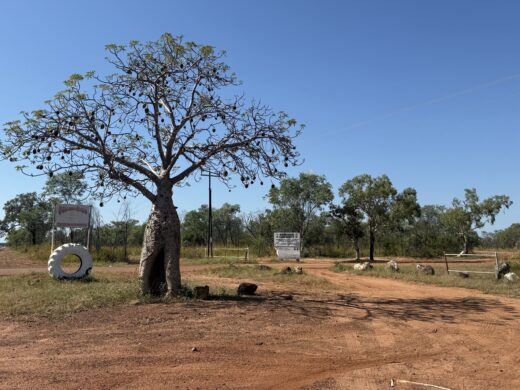 A tall boab tree stands near a dusty red dirt road junction under a clear blue sky, with scattered trees, a white circular sign, and white fence in the background.