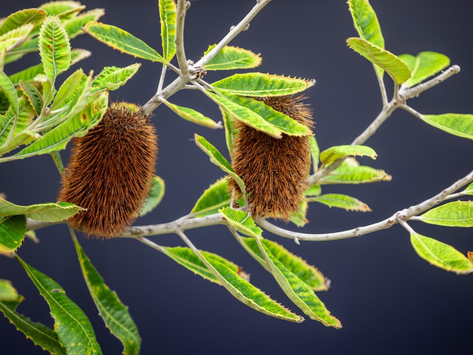 Close-up of two brown, spiky seed pods growing on a branch with elongated green leaves against a dark blue background.